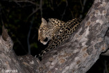 Leopard - Luipaard - Panthera pardus