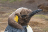 King Penguin - Koningspingun - Aptenodytes patagonicus