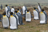 King Penguin - Koningspingun - Aptenodytes patagonicus