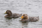 Falkland Flightlesss Steamerduck - Falkland-booteend - Tachyeres brachypterus