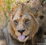 Lion - Leeuw - Panthera leo