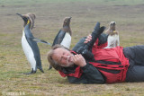 King Penguin - Koningspingun - Aptenodytes patagonicus