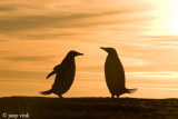 Gentoo Penguin - Ezelspingun - Pygoscelis papua