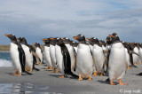 Gentoo Penguin - Ezelspinguïn - Pygoscelis papua