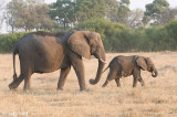 African Elephant - Afrikaanse Olifant - Loxodonta africana