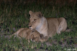 Lion - Leeuw - Panthera leo