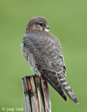Merlin - Smelleken - Falco columbarius