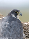 Peregrine - Slechtvalk - Falco peregrinus