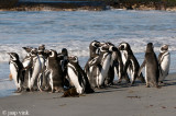 Magellanic Penguin - Magelhaenpingun - Spheniscus magellanicus