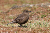 Blackish Cinclodes - Zwarte Wipstaart - Cinclodes antarcticus