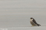 Peregrine - Slechtvalk - Falco peregrinus