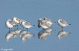 Sanderling - Drieteenstrandloper - Calidris alba