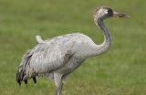 Eurasian Crane - Kraanvogel - Grus grus