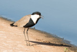 Spur-winged Lapwing - Sporenkievit - Vanellus spinosus