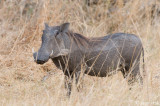 Warthog - Wrattenzwijn - Phacochoerus africanus