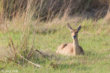 Common Reedbuck - Grote Rietbok - Redunca arundinum