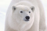 Polar Bear - IJsbeer - Ursus maritimus