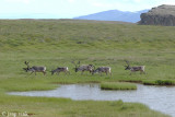 Reindeer - Rendier - Rangifer tarandus