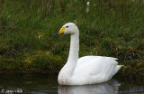 Whooper Swan - Wilde Zwaan - Cygnus cygnus