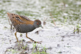 Baillons Crake - Kleinst Waterhoen - Porzana pusilla