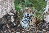 Jaguar - Jaguar - Panthera onca