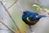Chestnut-bellied Euphonia - Kastanjebuikorganist - Euphonia pectoralis