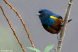 Chestnut-bellied Euphonia - Kastanjebuikorganist - Euphonia pectoralis