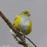 Chestnut-bellied Euphonia - Kastanjebuikorganist - Euphonia pectoralis