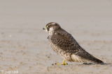 Peregrine - Slechtvalk - Falco peregrinus