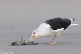 Great Black-backed Gull - Grote Mantelmeeuw - Larus marinus