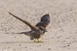 Peregrine - Slechtvalk - Falco peregrinus