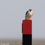 Peregrine - Slechtvalk - Falco peregrinus