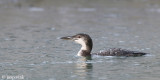 Great Northern Diver - IJsduiker - Gavia immer