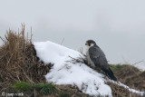 Peregrine - Slechtvalk - Falco peregrinus