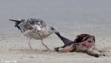 Great Black-backed Gull - Grote Mantelmeeuw - Larus marinus