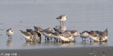 Sanderling - Drieteenstrandloper - Calidris alba