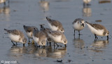 Sanderling - Drieteenstrandloper - Calidris alba