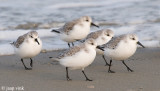 Sanderling - Drieteenstrandloper - Calidris alba