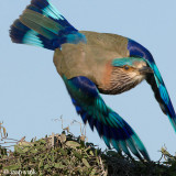 Indian Roller - Indische Scharrelaar - Coracias benghalensis