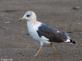 Siberian Gull - Heuglins Meeuw - Larus heuglini