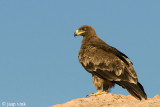 Steppe Eagle - Steppearend - Aquila nipalensis