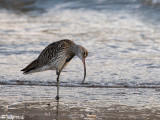 Curlew - Wulp - Numenius arquata