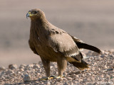 Steppe Eagle - Steppearend - Aquila nipalensis