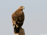 Steppe Eagle - Steppearend - Aquila nipalensis