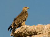 Imperial Eagle - Keizerarend - Aquila heliaca