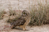 Short-eared Owl - Velduil - Asio flammeus