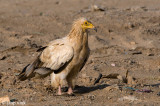 Egyptian Vulture - Aasgier - Neophron percnopterus