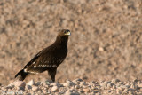 Spotted Eagle - Bastaardarend - Aquila clanga