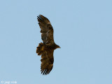 Spotted Eagle - Bastaardarend - Aquila clanga