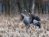 Crane - Kraanvogel - Grus grus